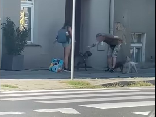 atak amstaffa gniezno - TOZ w Gnieźnie