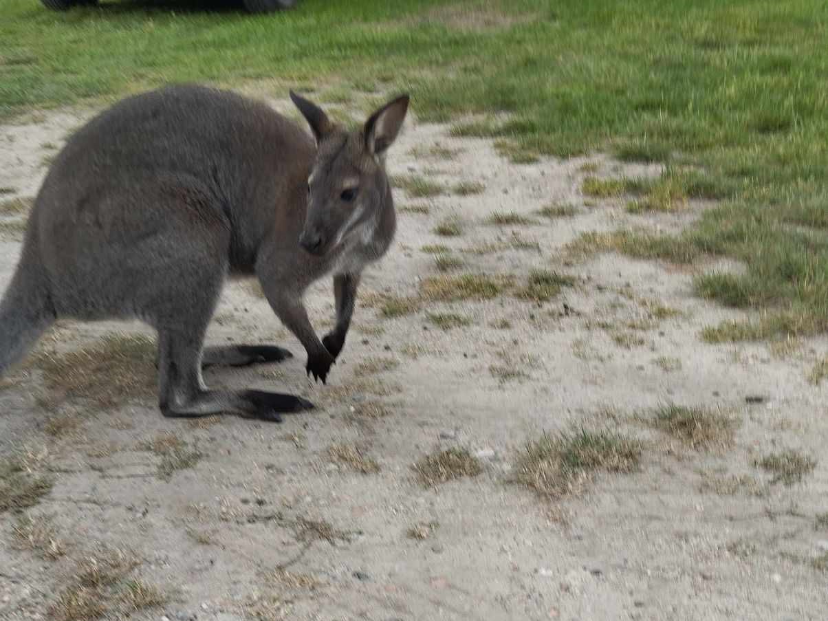 kangur luluś - Leśny Zakład Doświadczalny w Murowanej Goślinie