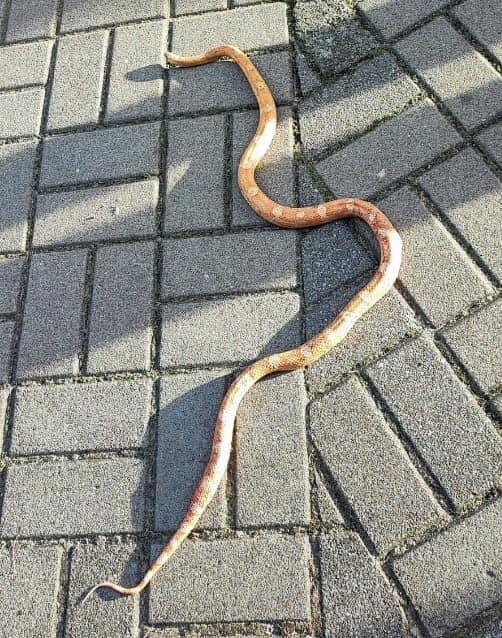 wąż czarnków - KPP Czarnków