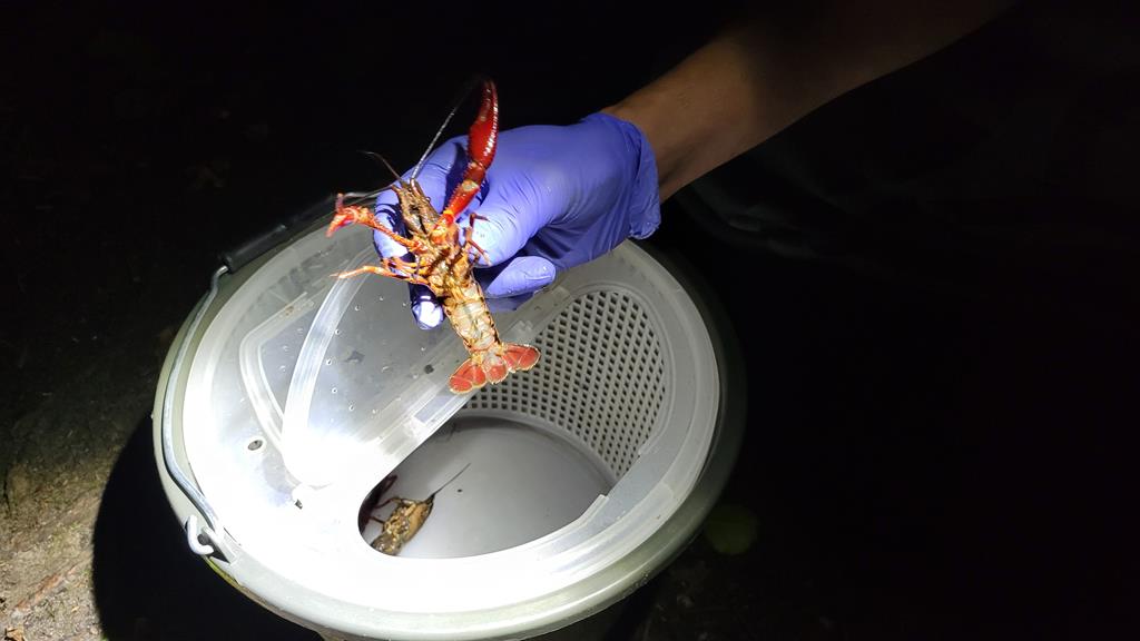 raki luizjańskie odławianie poznań - Krzysztof Polasik - Radio Poznań