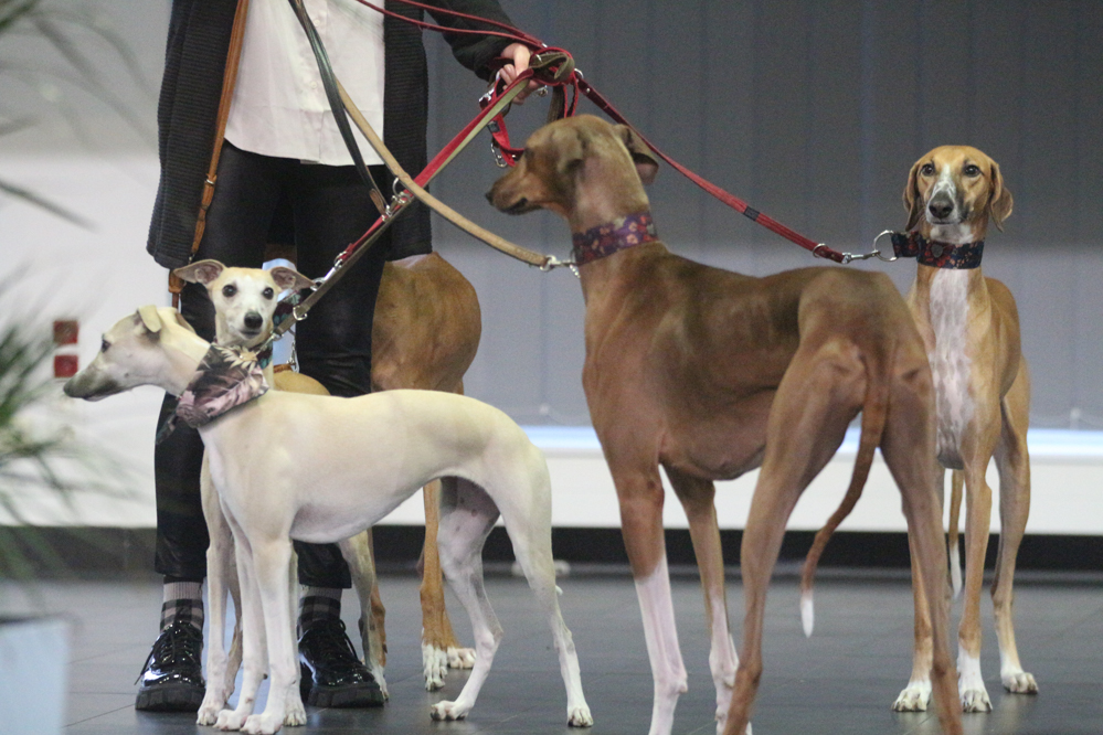 wystawa psów - Leon Bielewicz - Radio Poznań