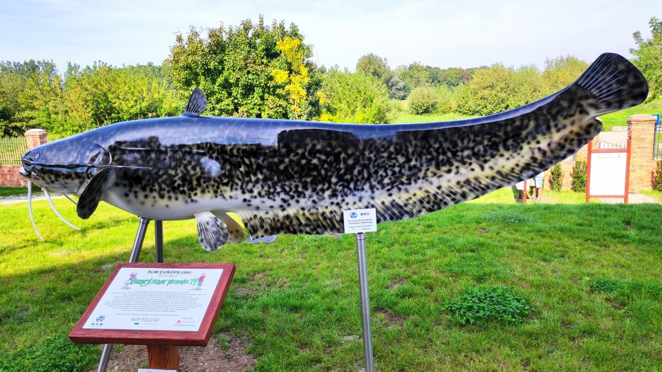 ośrodek kultury ścieżka edukacyjna sieraków - Sierakowski Ośrodek Kultury / Fundacja Ratuj Ryby