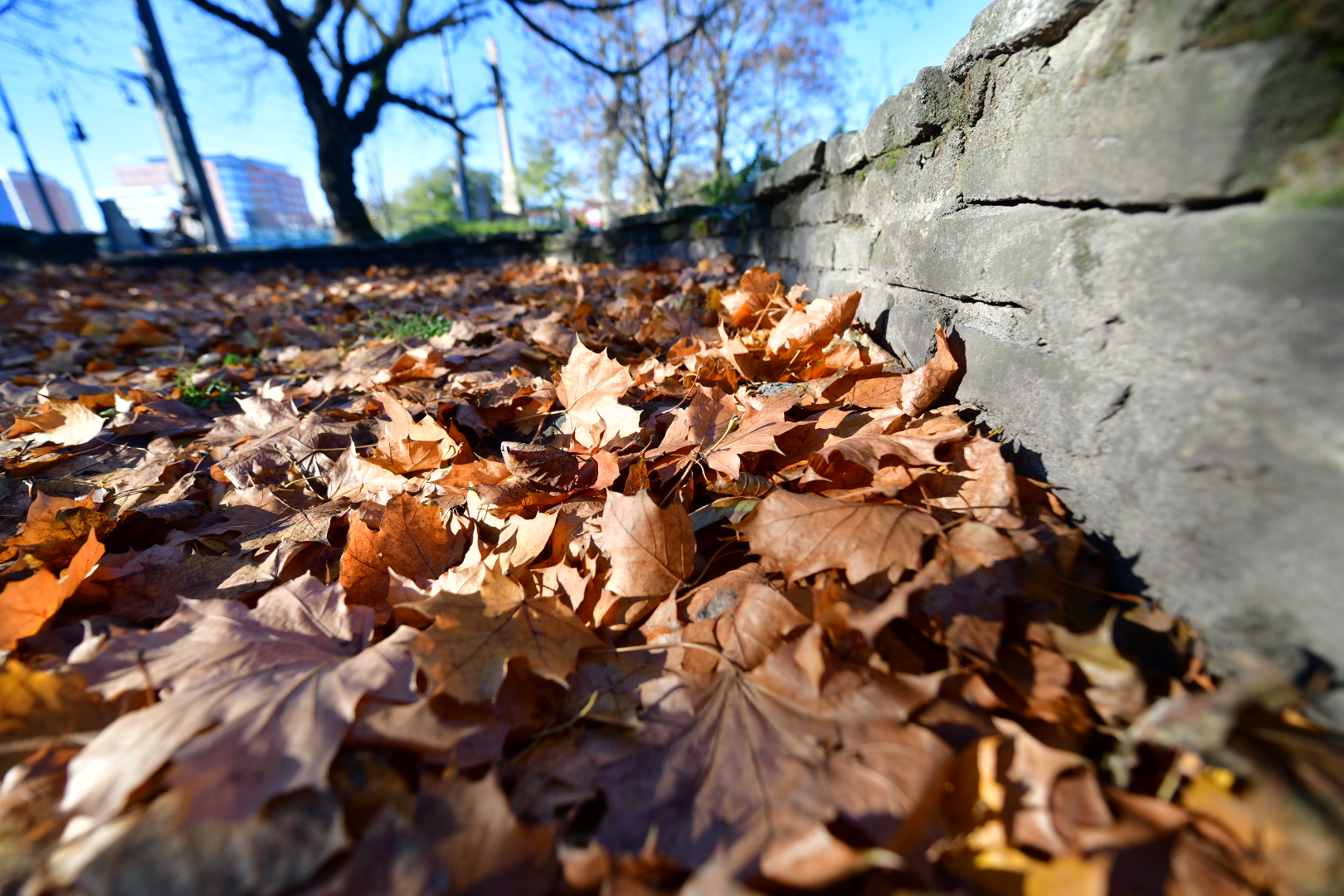 liście grabienie liści - Wojtek Wardejn - Radio Poznań