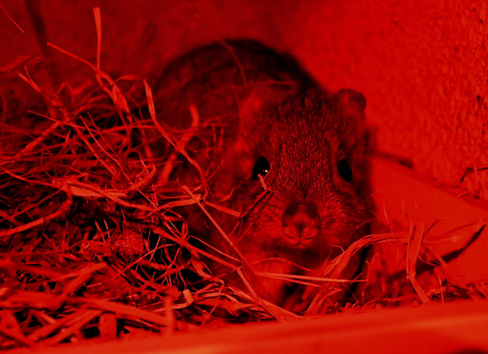 kanguroszczurnik pędzloogonowy - ZOO Poznań