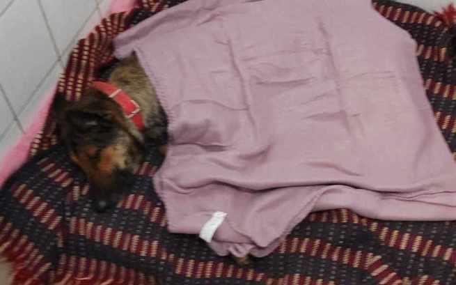 wirus shcornisko gniezno - www.ratujemyzwierzaki.pl