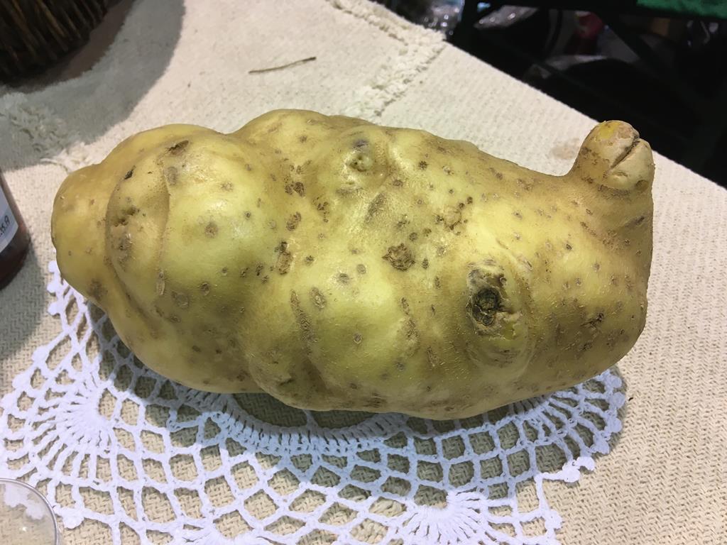 Największa wielkopolska pyra - Danuta Synkiewicz