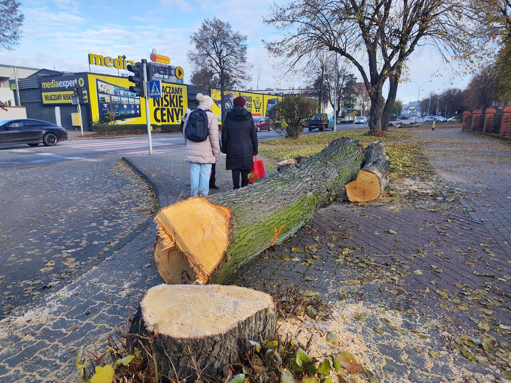 masowa wycinka drzew czarnków - Przemysław Stochaj - Radio Poznań