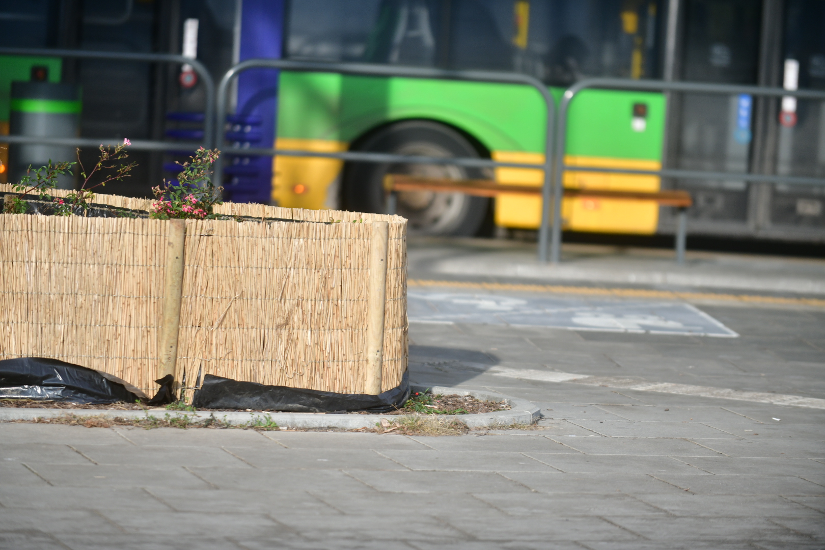 maty drzewa osłona krzewów osłona drzew - Wojtek Wardejn - Radio Poznań