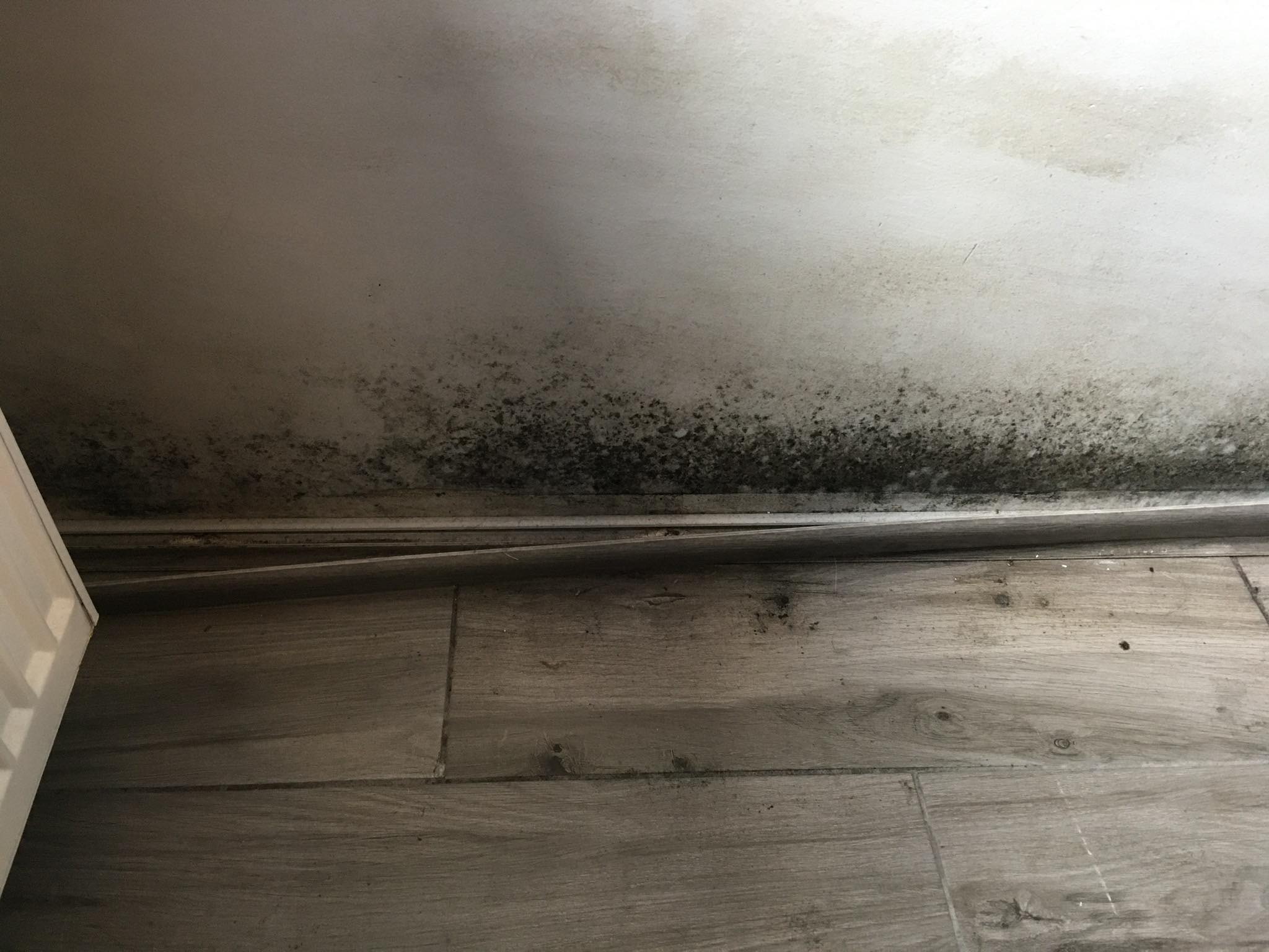 grzyb w domu deweloper arttbud - Właściciel mieszkania