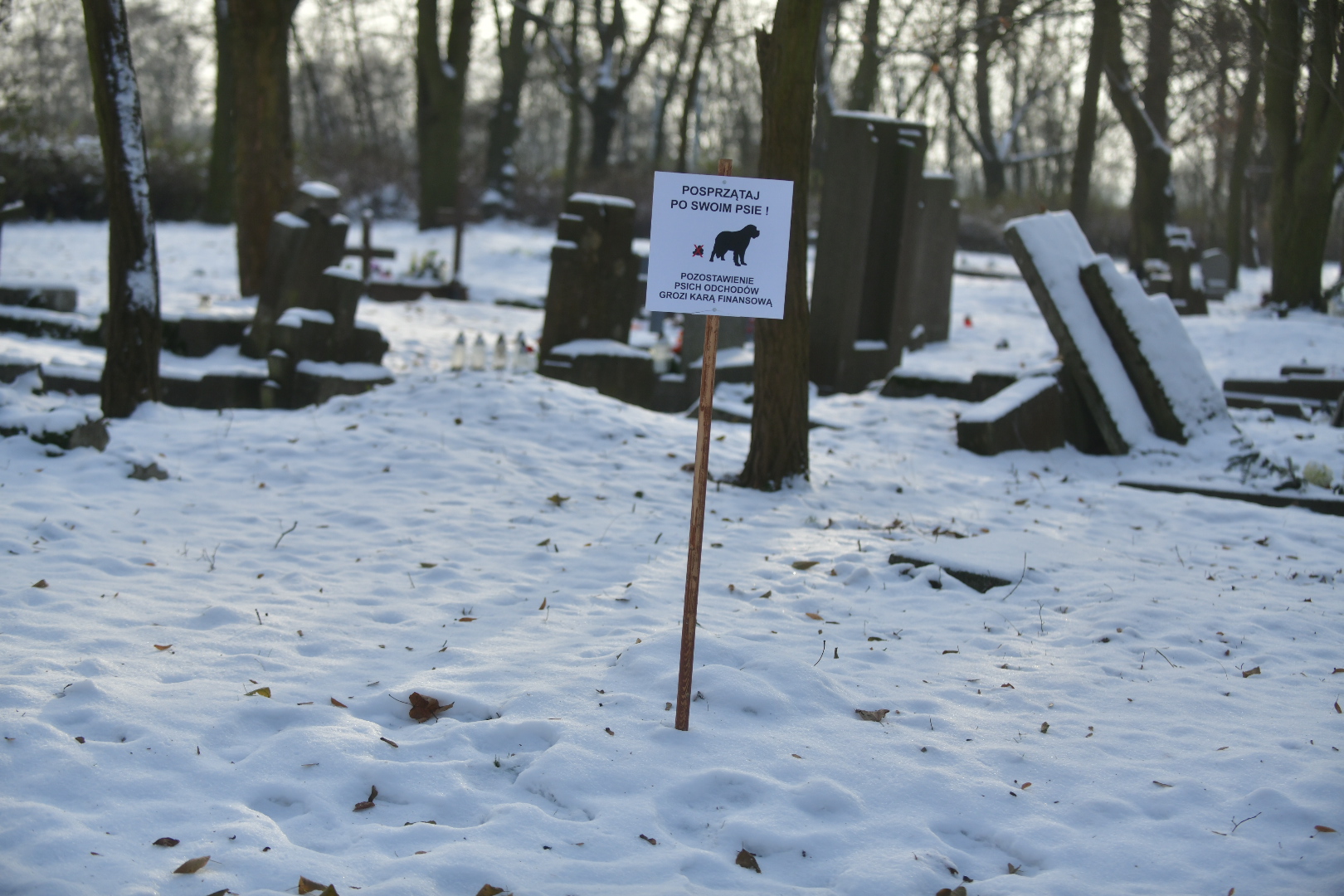 cmentarz przy samotnej w poznaniu psy - Wojtek Wardejn - Radio Poznań