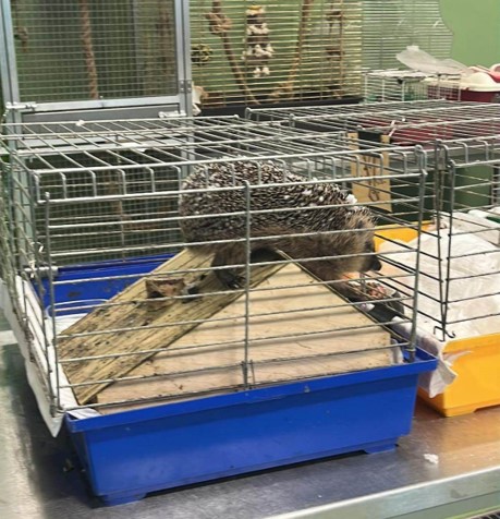 Sara Szynkowska vel Sęk