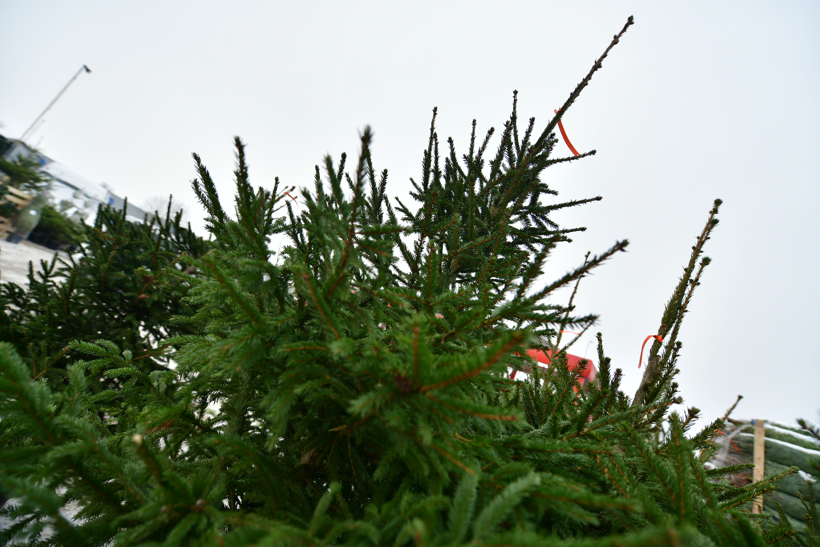 sprzedaż choinek choinki - Wojtek Wardejn - Radio Poznań