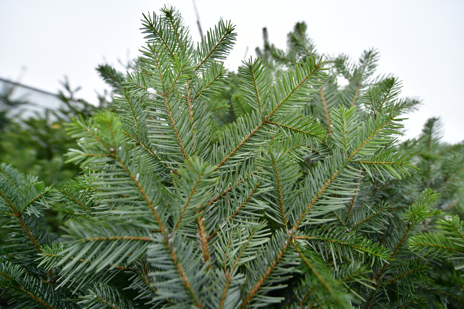 sprzedaż choinek choinki - Wojtek Wardejn - Radio Poznań