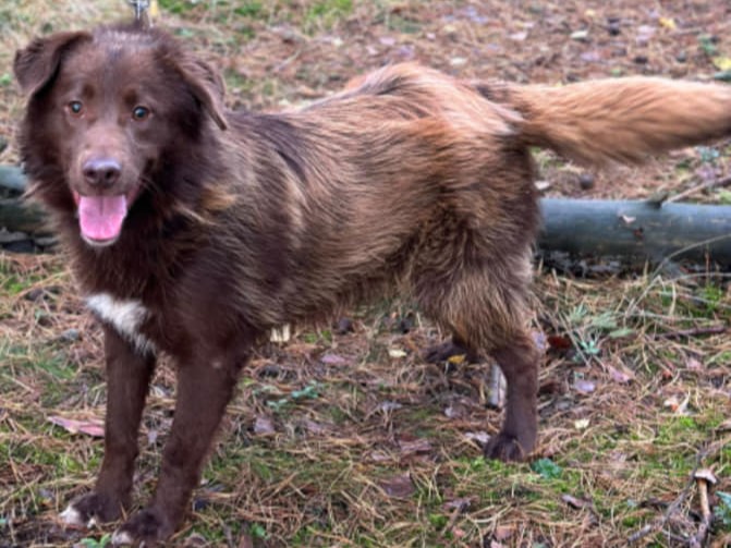 schronisko niedźwiedź likwidacja  - FB: Ostrowscy Ostrzeszowscy i Kępińscy Wolontariusze dla Zwierząt