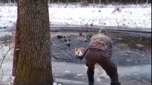 Dziki wpadły do rzeki - Nadleśnictwo Lipka, Lasy Państwowe