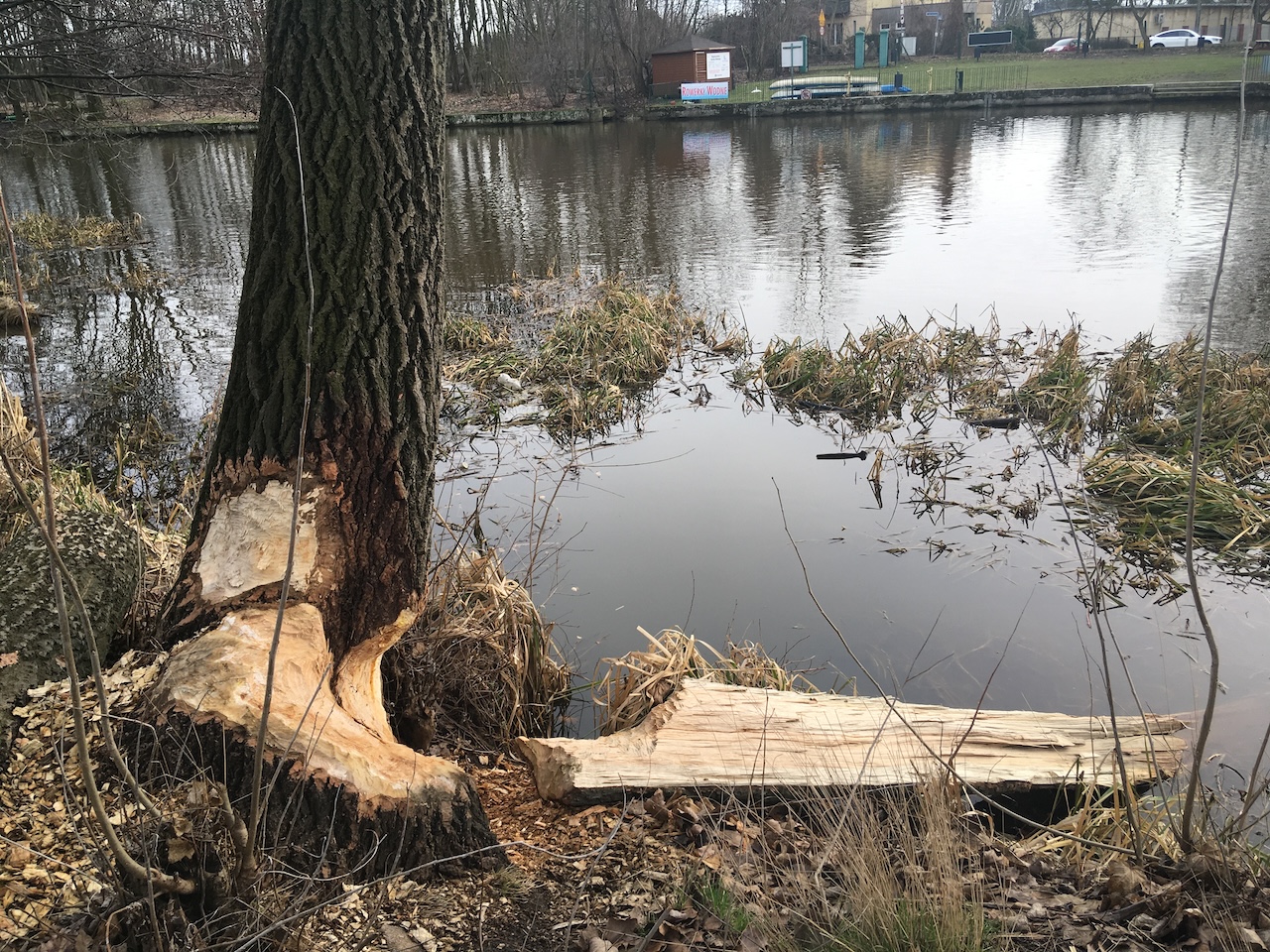 bobry kalisz - Danuta Synkiewicz - Radio Poznań