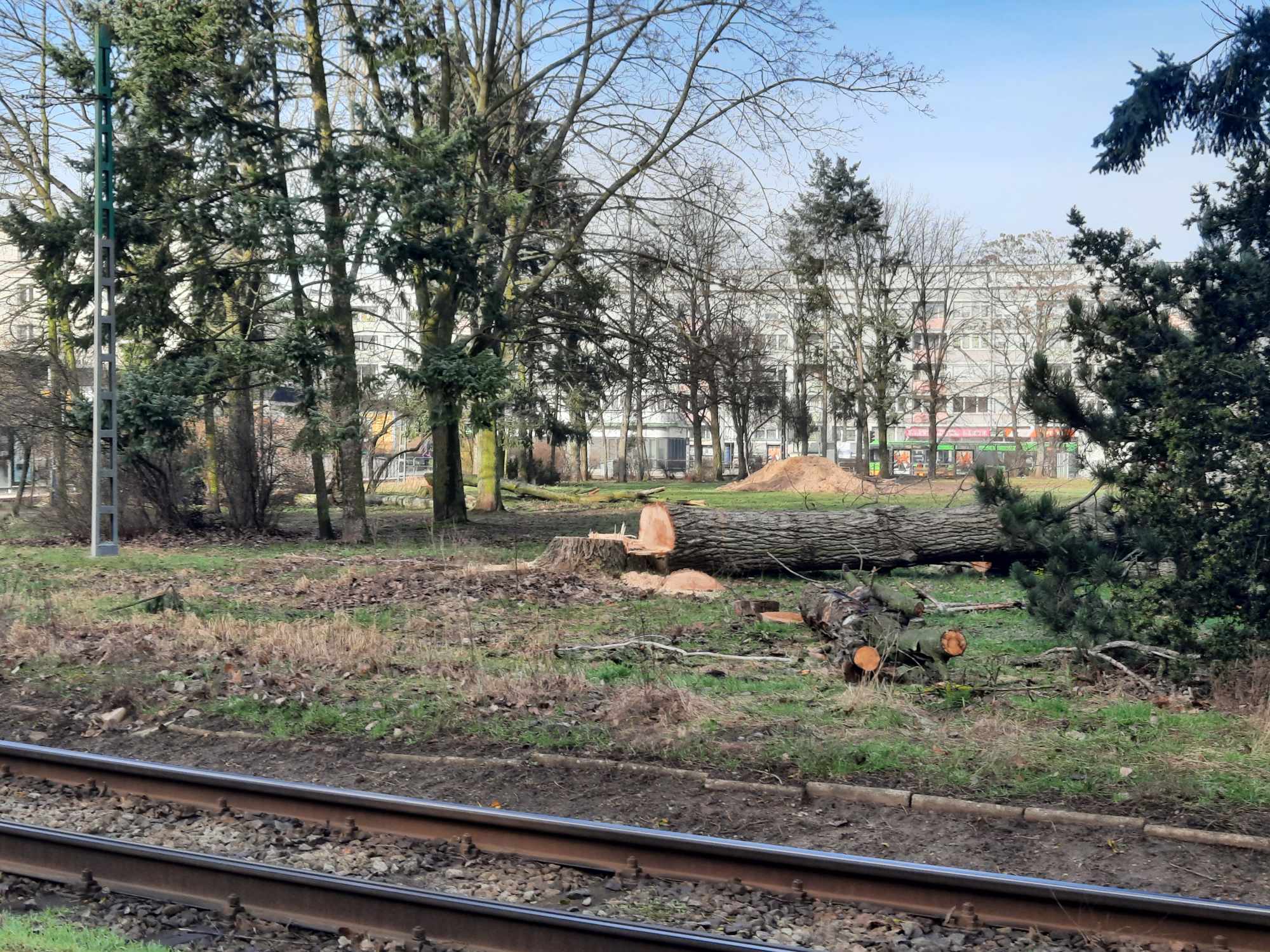 Wycinka drzew pętla Ogrody - Adam Michalkiewicz