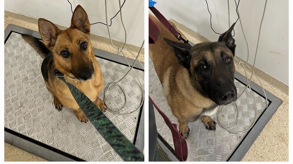 skradzione psy Schronisko dla zwierząt w Poznaniu - Schronisko dla zwierząt w Poznaniu