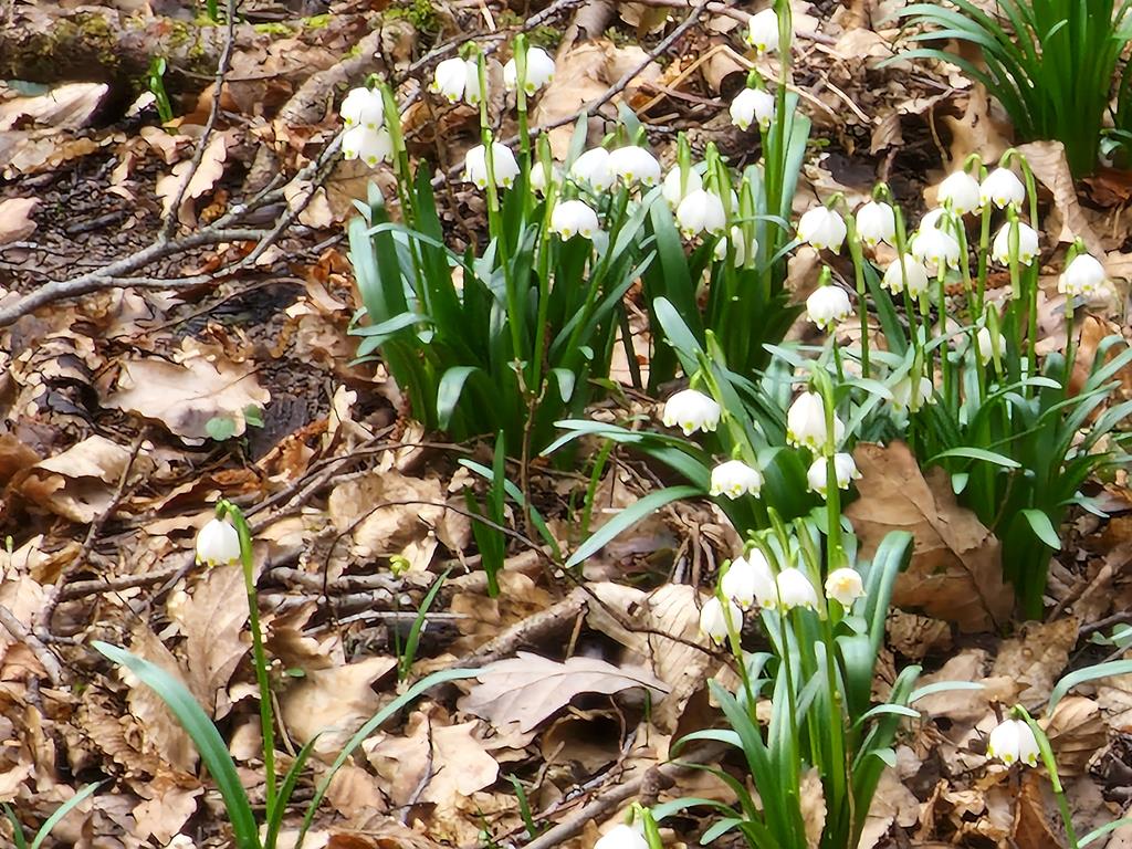 śnieżycowy jar  - Grzegorz Ługawiak - Radio Poznań