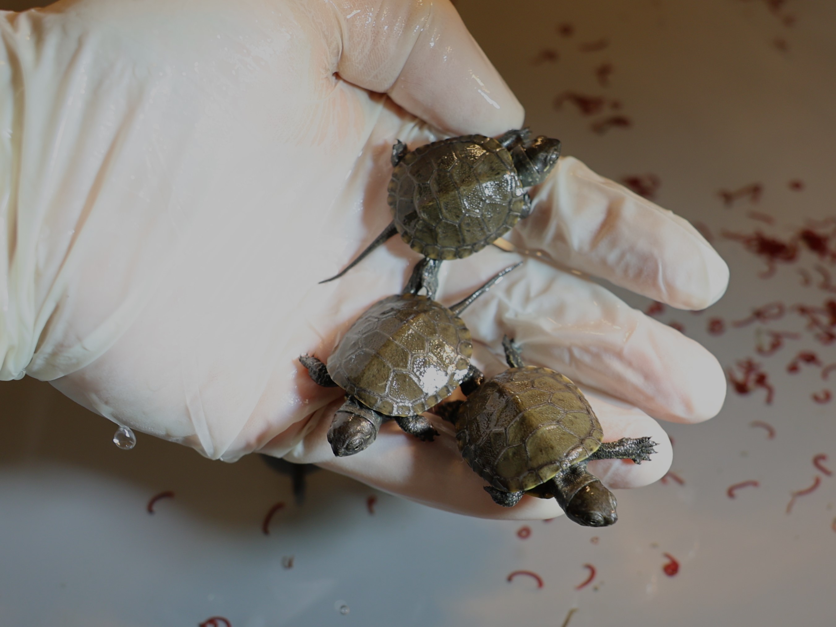 żółw uniwersytet przyrodniczy - Uniwersytet Przyrodniczy w Poznaniu