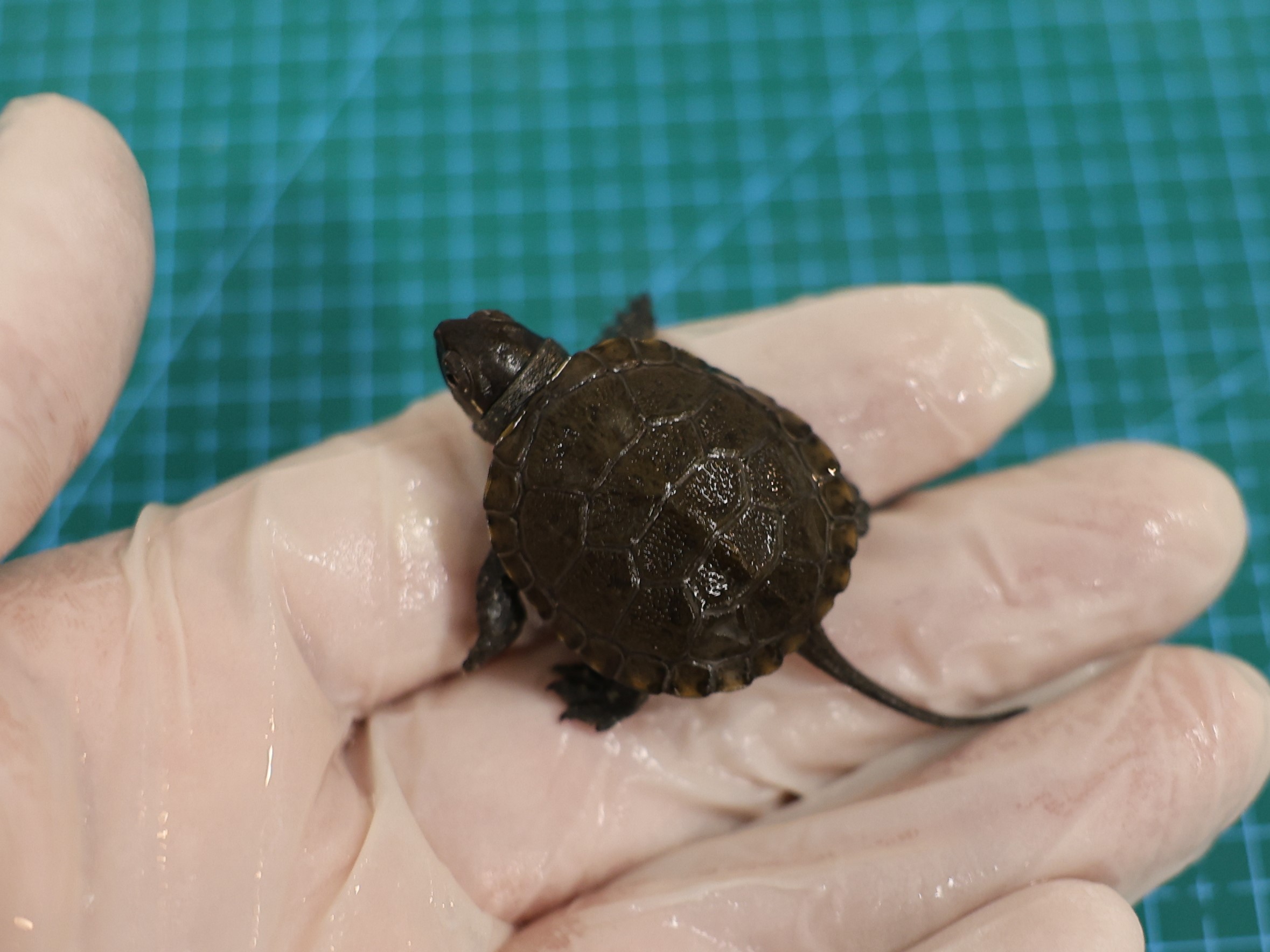 Uniwersytet Przyrodniczy w Poznaniu