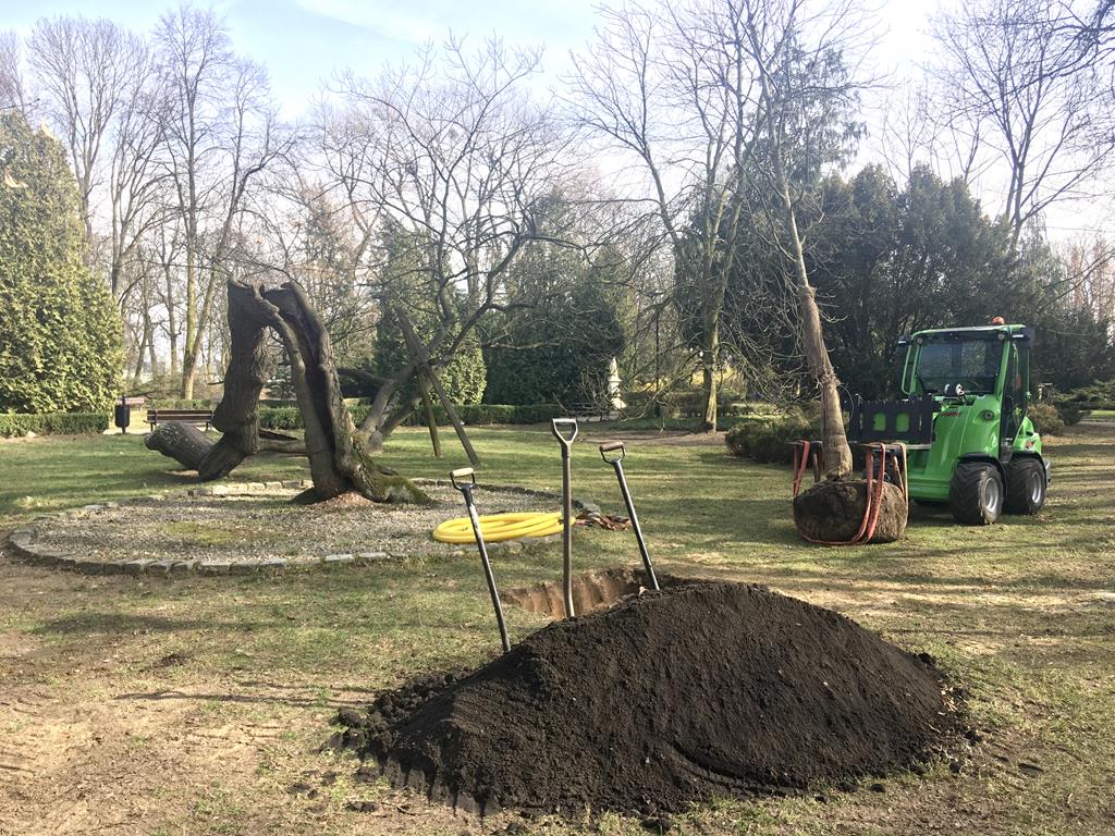 następca dębu asnyka kalisz - Danuta Synkiewicz  - Radio Poznań