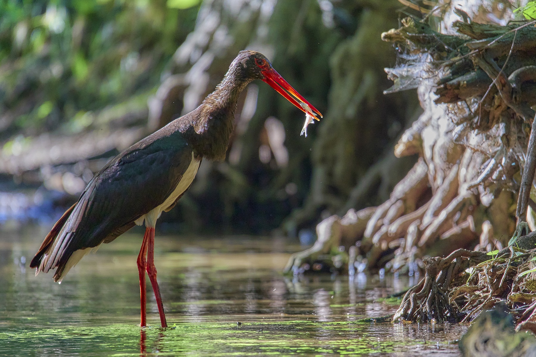 bocian czarny  - Nadleśnictwo Bolewice