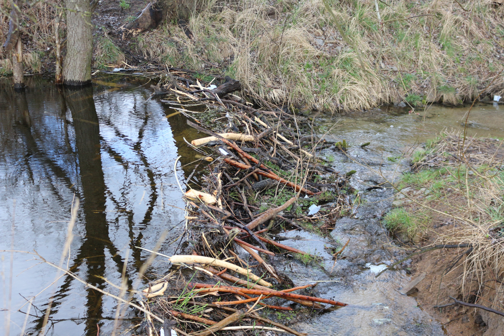 bogdanka i jezioro strzeszyńskie tamy bobrowe bóbr - Leon Bielewicz  - Radio Poznań
