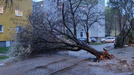 wichura poznań połamane drzewo - ig: poznan_moment