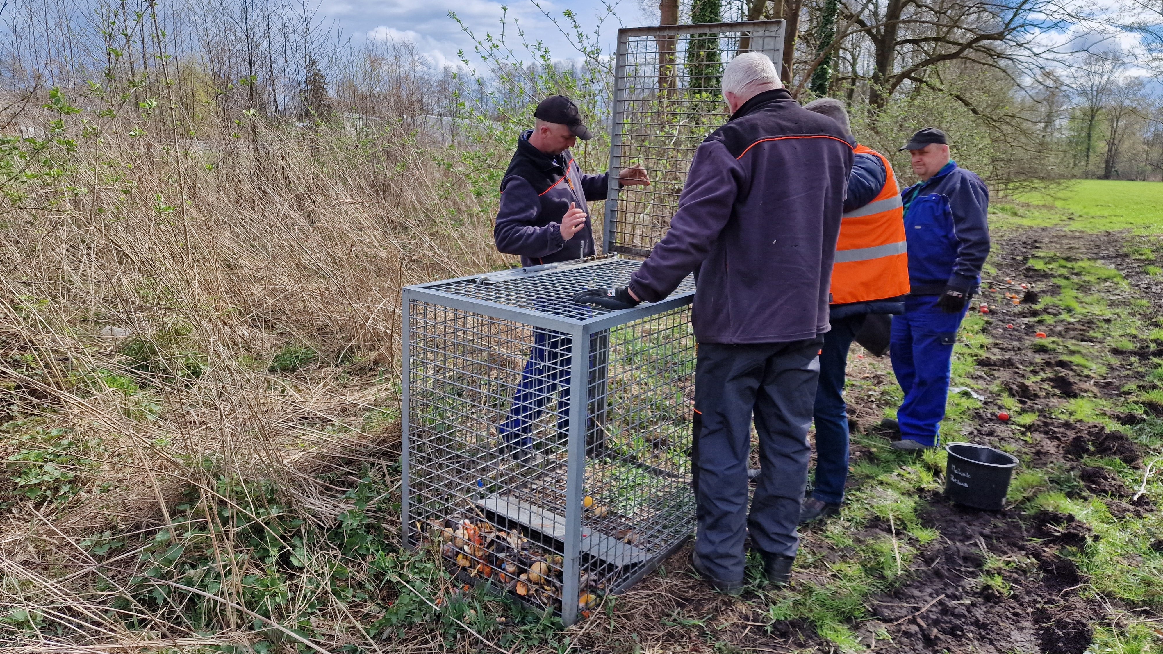 dziki żywołapka nowy tomyśl - Grzegorz Ługawiak - Radio Poznań