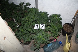 Doniczki z marihuaną - Policja/Wągrowiec