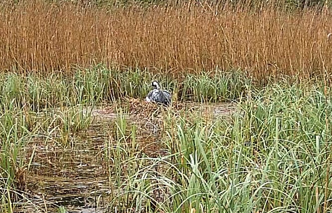Żurawie w telewizji - Żuraw w lesie