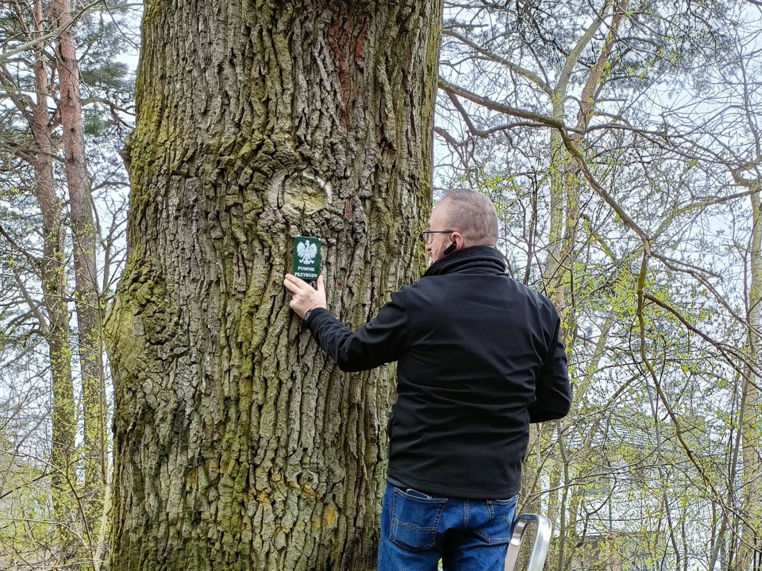 dziedzic pomnik przyrody  - Gmina Krzymów