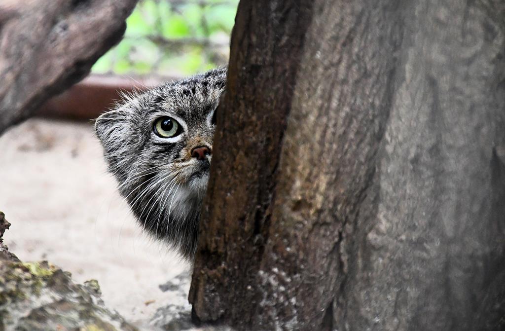 Ogród Zoologiczny w Poznaniu