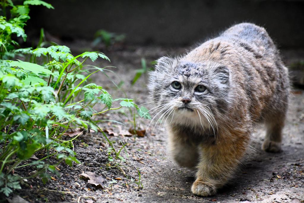 manul poznań - Ogród Zoologiczny w Poznaniu
