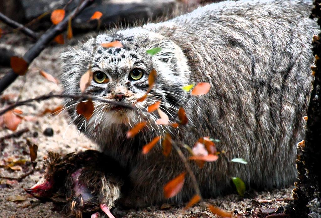 Ogród Zoologiczny w Poznaniu