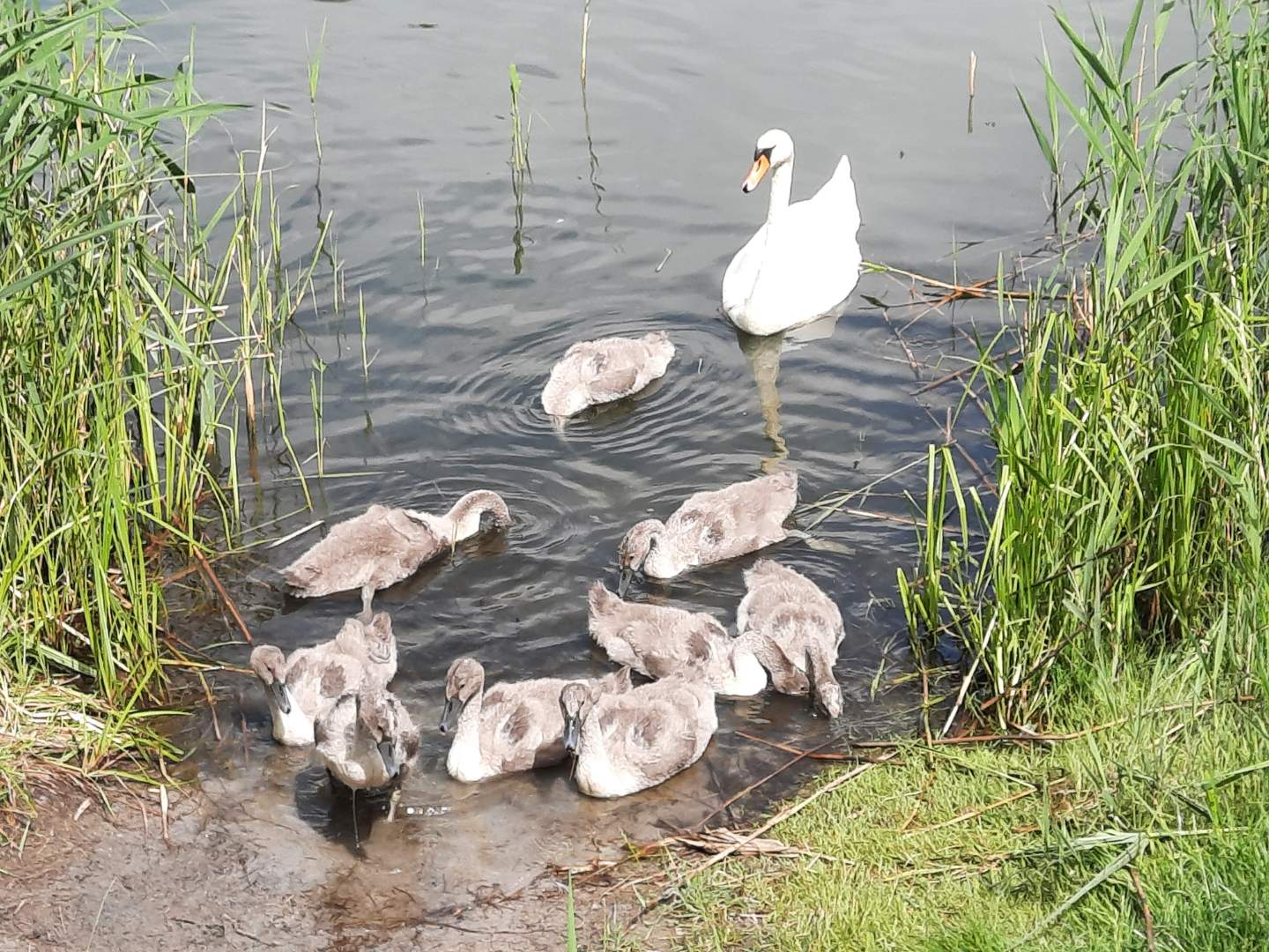 Rodzina łabędzi zablokowała drogę w Gnieźnie - Rafał Muniak - Radio Poznań