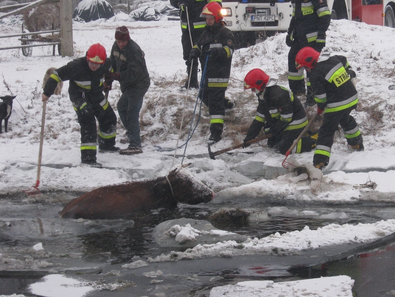 Strażacy ratują krowę - Straż Pożarna Nowy Tomyśl