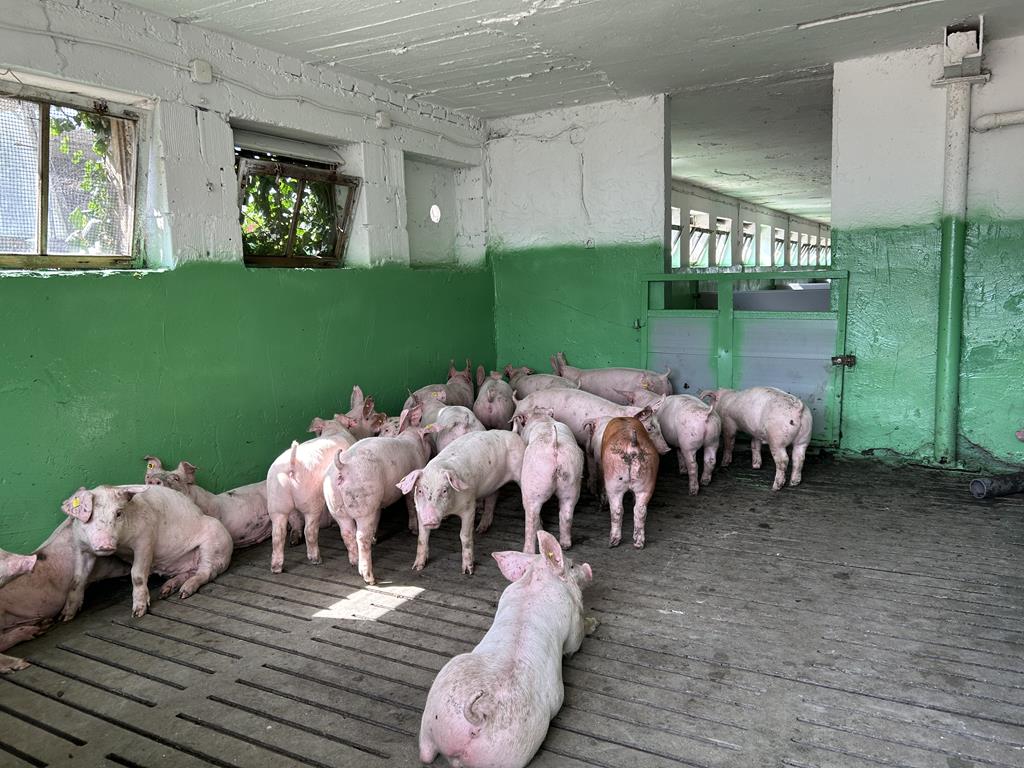 rolnicy hodowcy chludowo - Szymon Majchrzak - Radio Poznań