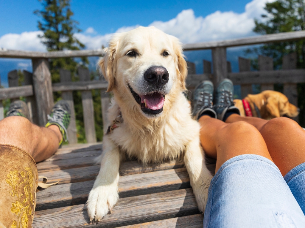 wakacje pies - Canva