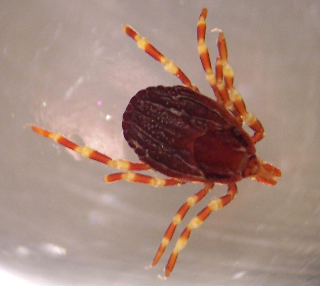 Kleszcz wedrowny - Adam Cuerden/wikipedia