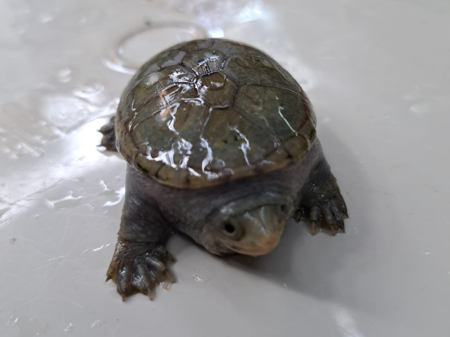 żółwie palmiarnia - Poznańska Palmiarnia FB