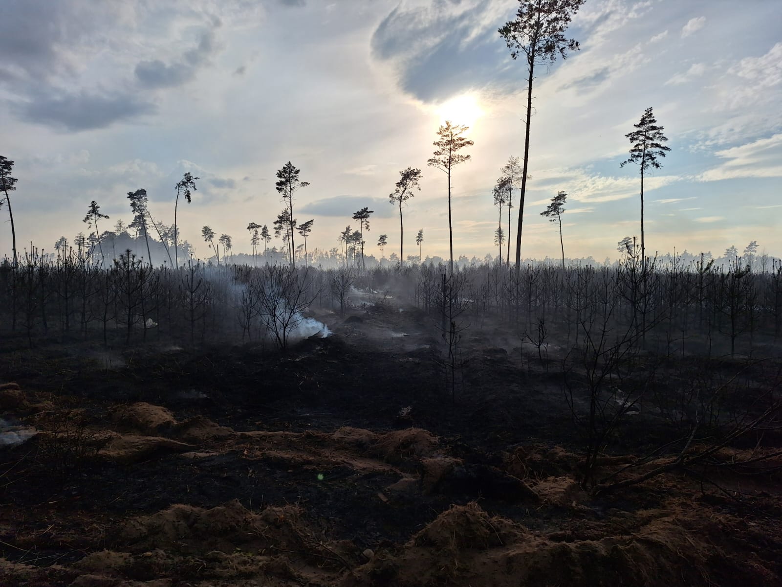 Pożar lasu pod Gnieznem - Tomasz Rurek/Nadleśnictwo Gniezno