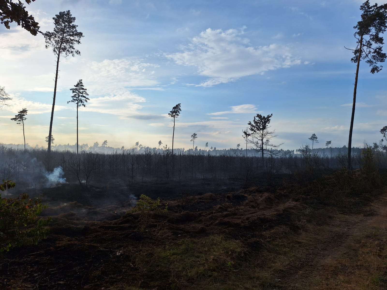 Tomasz Rurek/Nadleśnictwo Gniezno