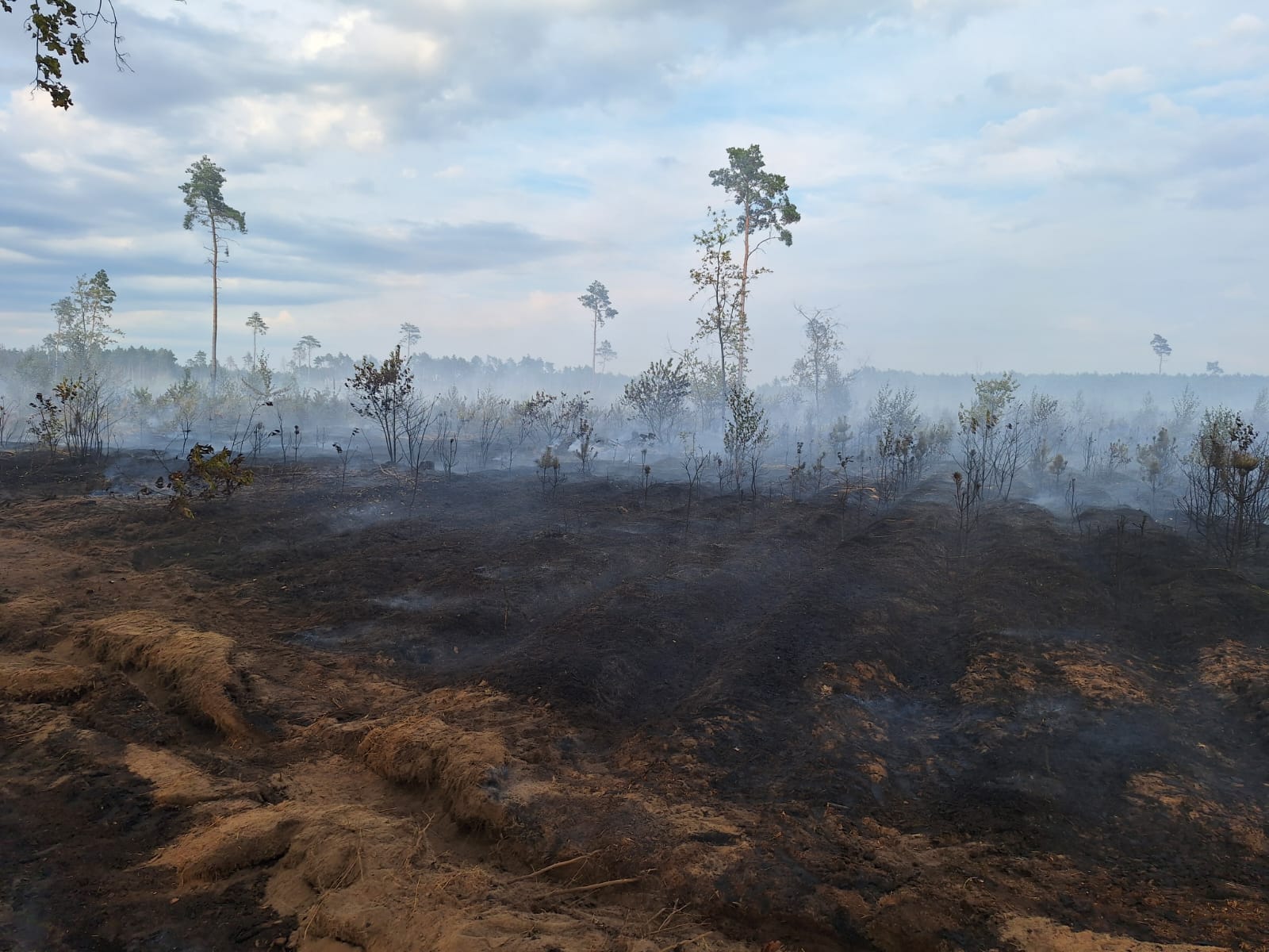 Tomasz Rurek/Nadleśnictwo Gniezno