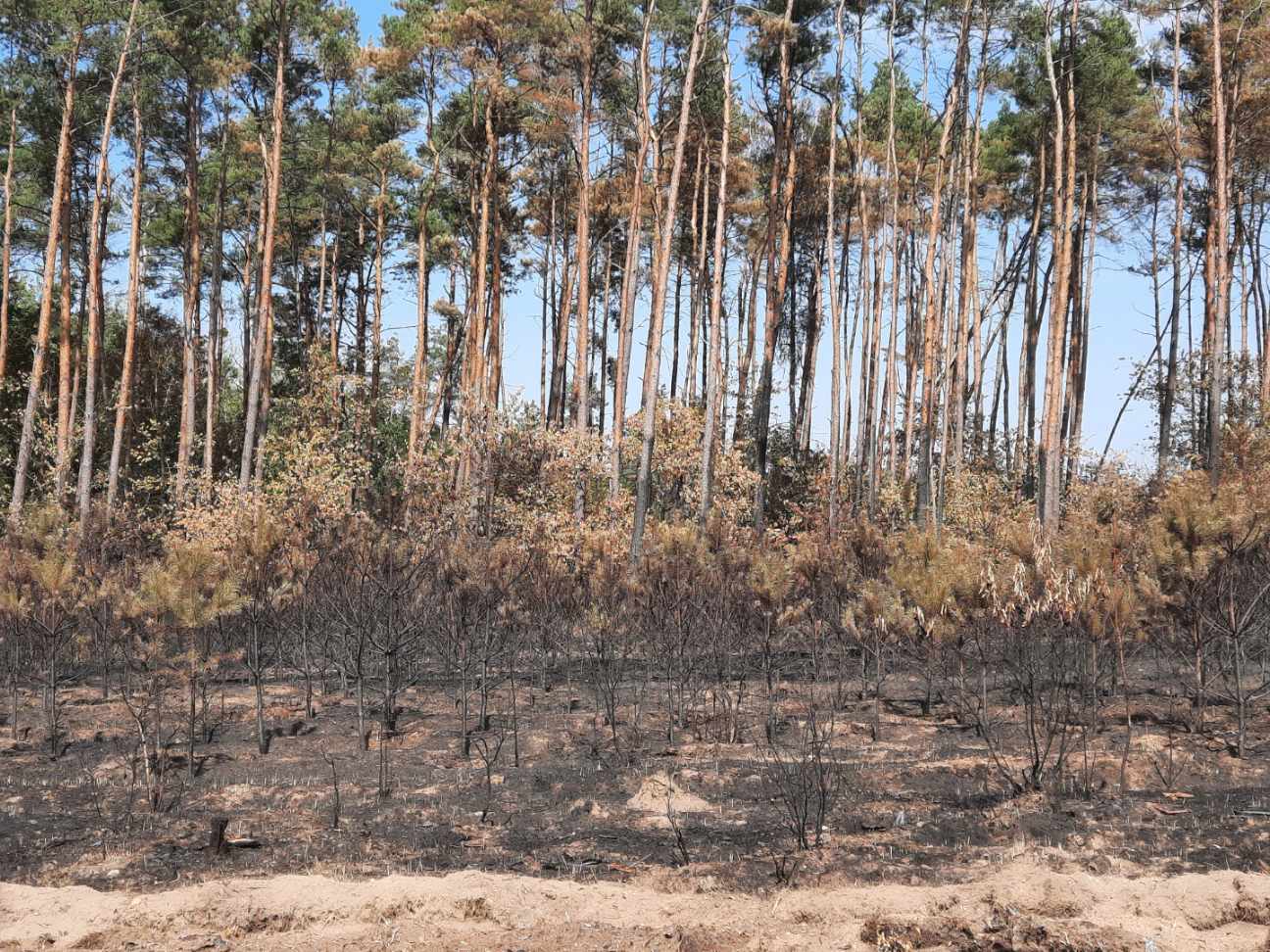 Pożar pod Gnieznem. Spłonęło 21 hektarów lasu - Rafał Muniak - Radio Poznań