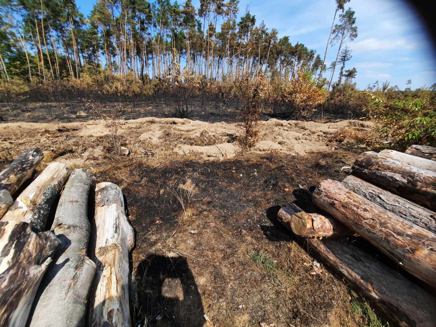 Pożar pod Gnieznem. Spłonęło 21 hektarów lasu - Rafał Muniak - Radio Poznań