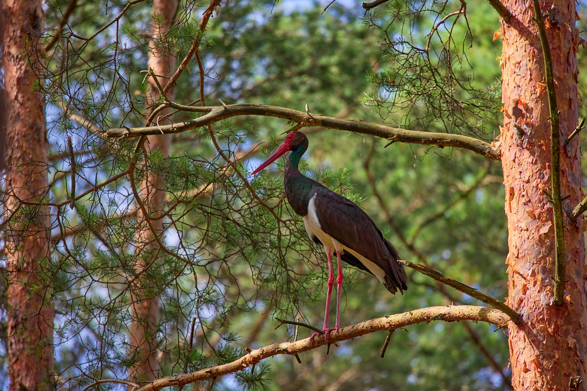 Bocian - Nadleśnictwo Bolewice