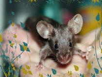 Mysz rasowa - Zoo Poznań