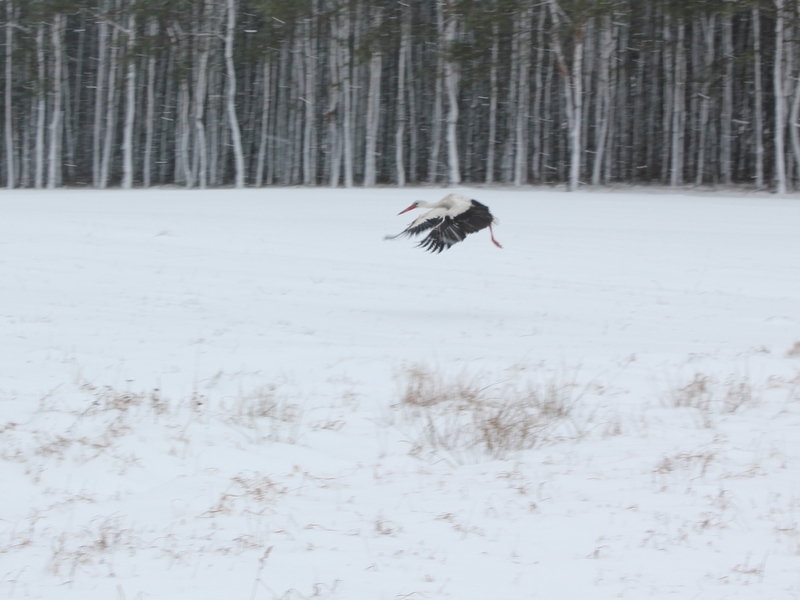 Bocian na śniegu - Koło - Iwona Krzyżak
